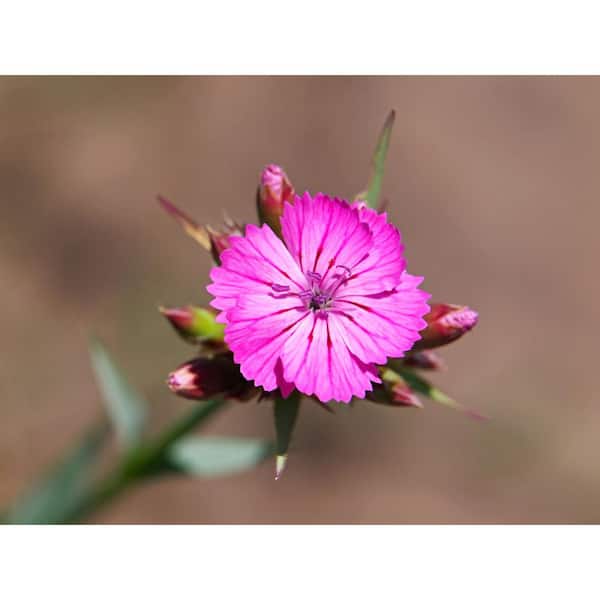 BELL NURSERY 2.5 Qt. Pink Dianthus Live Flowering Full Sun Perennial Plant