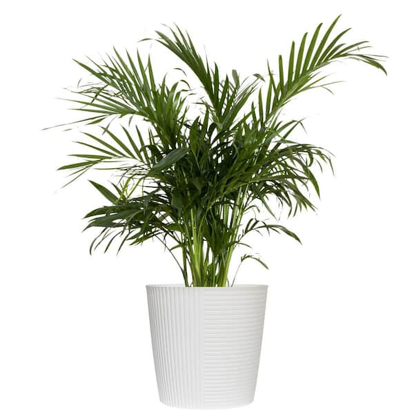 Cat Palm Chamaedorea cataractarum Live Plant in 10 inch White Decor Pot
