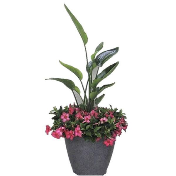Rio 7.1 Gal. Grande Planter Dipladenia Flowering Annual Shrub with Assorted  Bloom Colors and Combinations 1001844831 - The Home Depot
