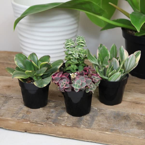 Element by Altman Plants Succulent Live Plants (4 Pack)