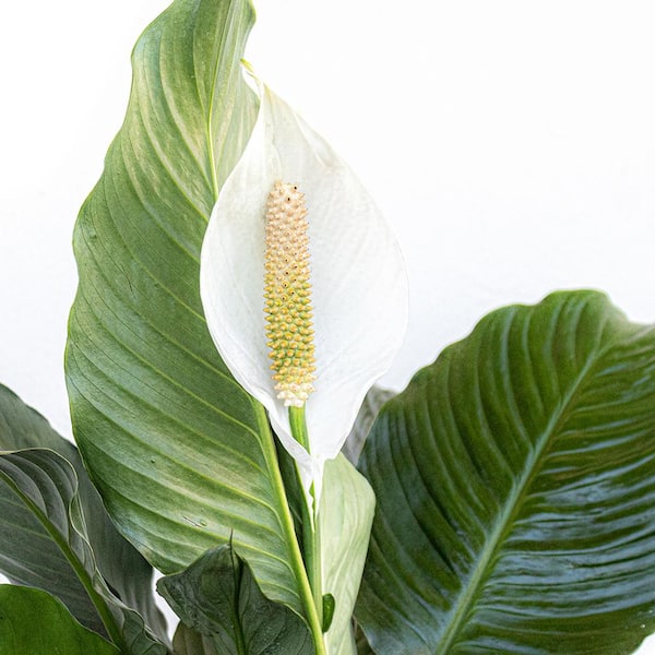 marble queen pothos plant Buy Marble Queen Pothos