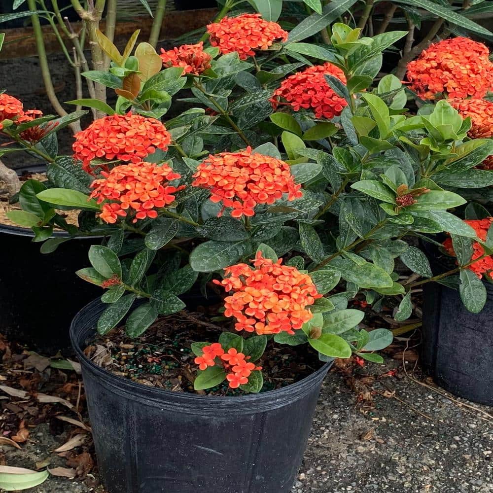 onlineplantcenter 10 in. maui red ixora flowering shrub with red flowers  ix022g3 - the home depot
