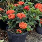 10 in. Maui Red Ixora Flowering Shrub With Red Flowers
