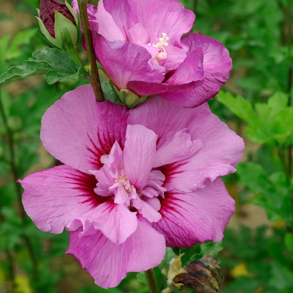 1 Gallon Pink and Purple Hibiscus Tahiti Shrub