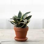 4 in. Pot Black Gold Snake Plant Live Potted Tropical Plant (1-Pack)