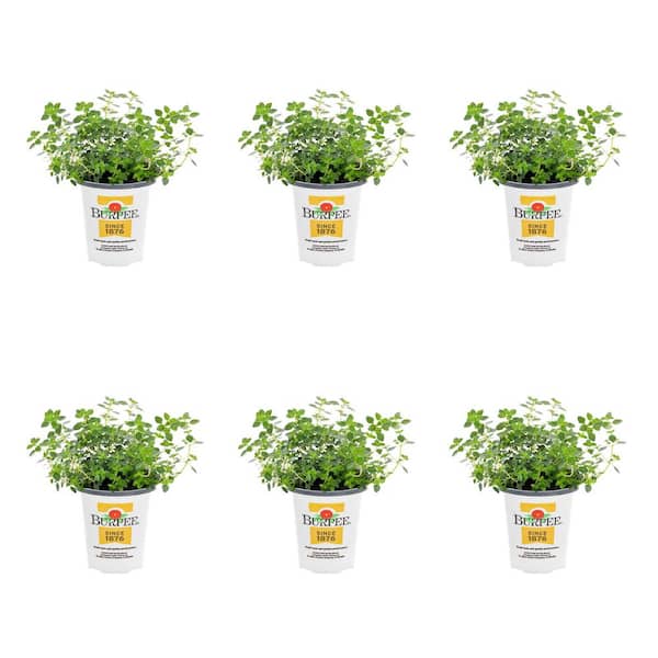 METROLINA GREENHOUSES 1 Pt. Thyme Lemon Green Herb Edible Plant (6-Pack)