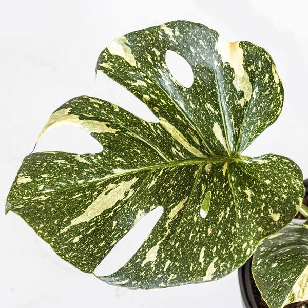 United Nursery Thai Constellation Monstera Deliciosa in 10