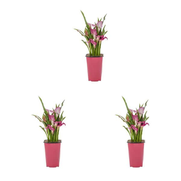 METROLINA GREENHOUSES 2 Qt. Pink Calla Lily Perennial Plant (3-Pack)