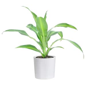 Grower's Choice Dracaena Indoor Plant in 4 in. White Cylinder Pot, Avg. Shipping Height 8 in. Tall