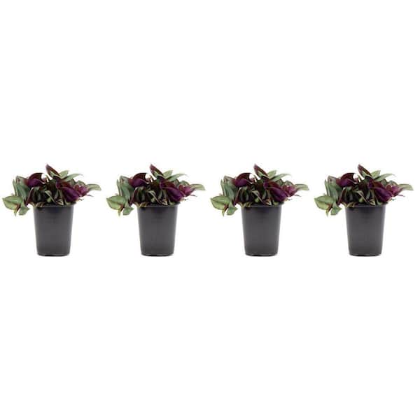 ALTMAN PLANTS 4.25 Intradescantia Premium Plant