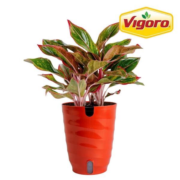 Vigoro Grower's Choice Aglaonema Chinese Evergreen Indoor Plant in