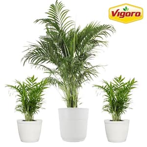 Vigoro 10 in. Fiddle Leaf Lyrata Standard and (2) 6 in. Spathiphyllum Peace Lily Plant in White Decor Planter, (3 Pack)