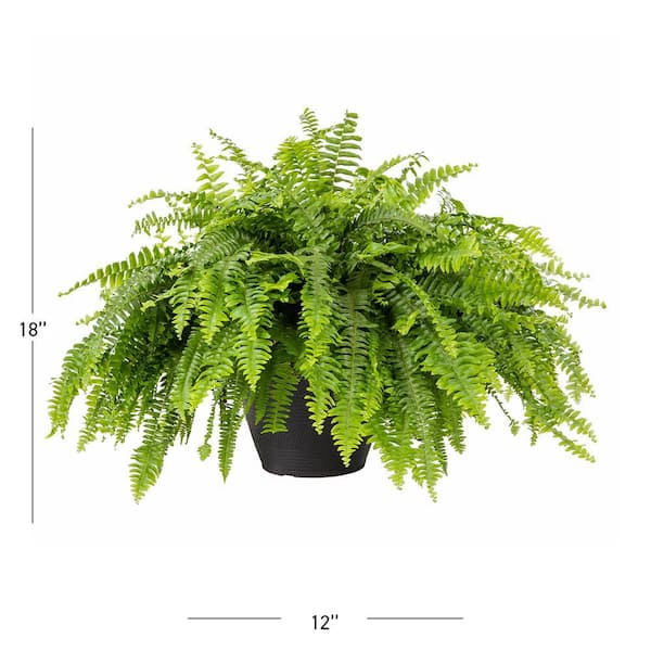 2.25 Gal. Boston Fern Hanging Basket Tropical Plant