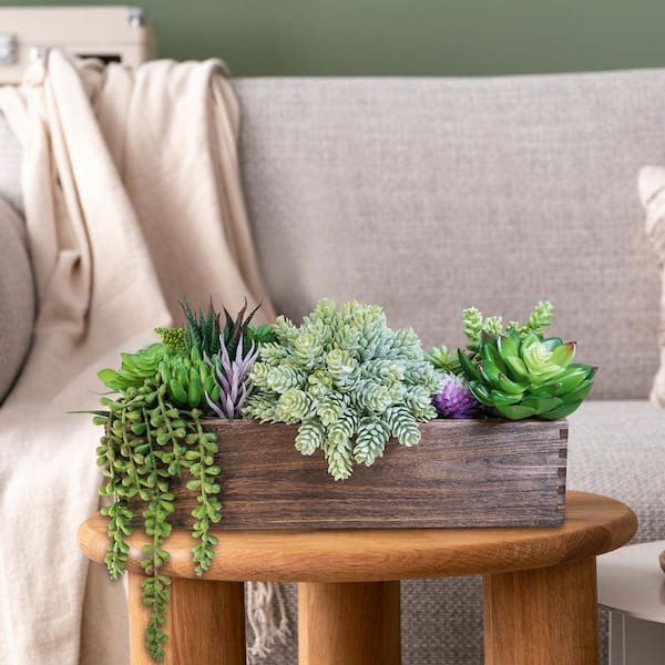 terrarium succulents Succulent Terrarium main image 1