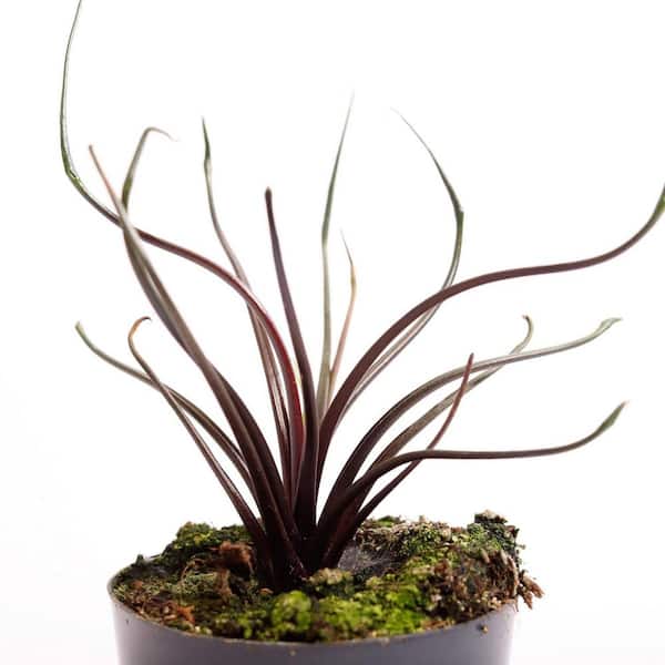 Flying Squid Alocasia-4 Live Starter Plants in 2 in. Pots-Alocasia Plumbae-Quality Air Purifying Indoor Plant