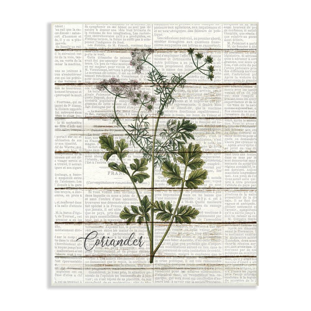 Stupell Industries 10 in. x 15 in. ""Coriander Vintage Herb Kitchen Dining Room Word Collage"" by Kimberly Allen Wood Wall Art, Multi-Colored -  kwp2102wd10x15