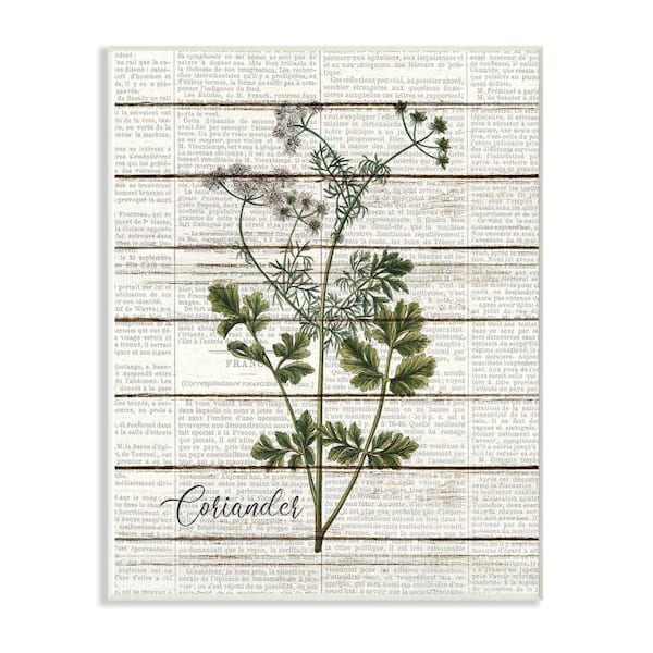 Stupell Industries 12 in. x 18 in. "Coriander Vintage Herb Kitchen Dining Room Word Collage" by Kimberly Allen Wood Wall Art