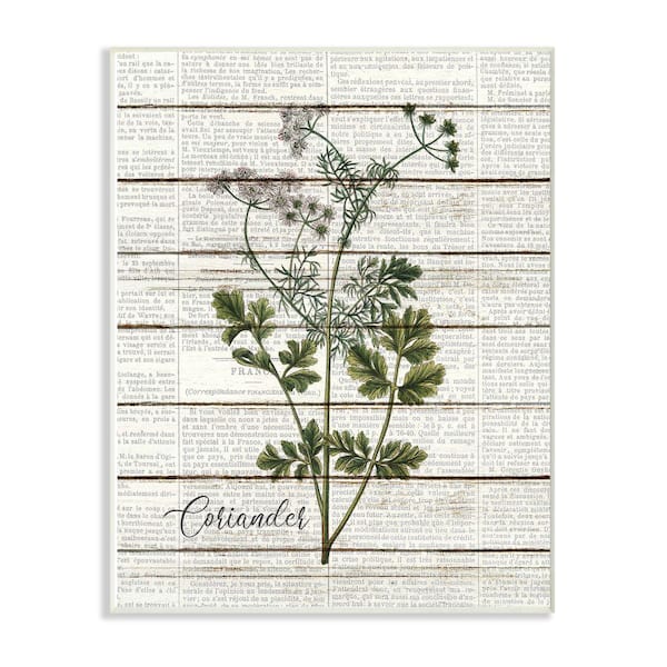 12 in. x 18 in. "Coriander Vintage Herb Kitchen Dining Room Word Collage" by Kimberly Allen Wood Wall Art