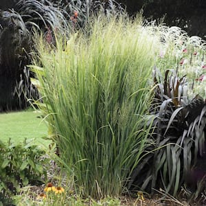 Northwind Panicum Ornamental Switch Grass Dormant Bare Root Perennial Plant (1-Pack)