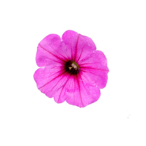 6-Pack Pink Passion Easy Wave Petunia Annual Plant with Pink Flowers