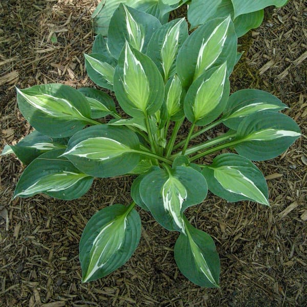 Spring Hill Nurseries 2.50 Qt. Pot, Snake Eyes Hosta Potted Perennial Plant (1-Pack)