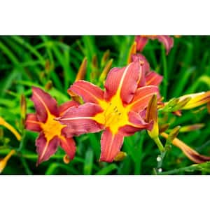 1 gal. Ruby Stella Daylily Flowering Shrub (2-Pack) - Vigorous Red Bloomer