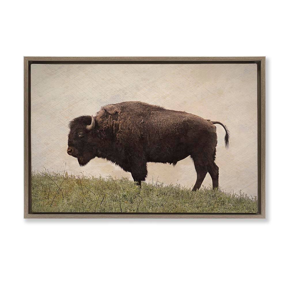 Serene Buffalo on Country Hill by Steve Toole Brown Floater Frame Animal Graphic Art Print 17 in. x 25 in. price history on PriceWatchPro