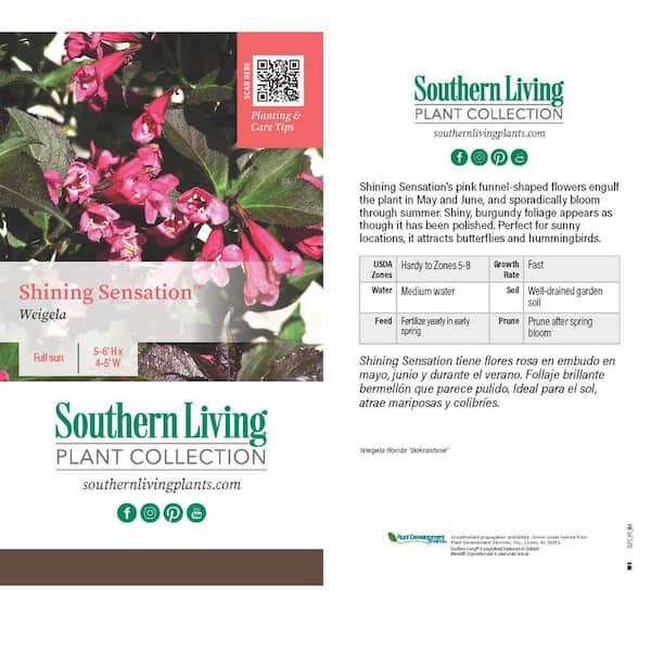 2 Gal. Shining Sensation Weigela, Live Deciduous Shrub, Hot-Pink Trumpet-Shaped Blooms