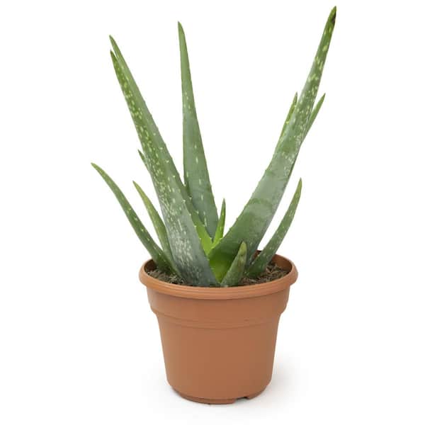 ALTMAN PLANTS 6 in. Single Aloe Vera in Panterra Clay Deco 0872602 - The Home Depot