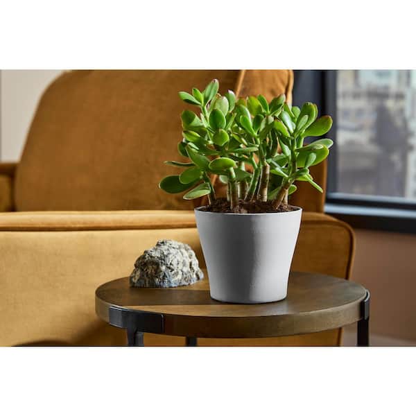 Hayward Small Smoked Gray Plastic Planter (4.4 in. L x 4.4 in. W x 3.7 in. H)