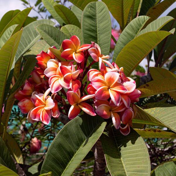 5 Yellow Purple Plumera Seeds Plants Flower Perennal Flowers Bloom Fresh Seed Flowers Fragrant