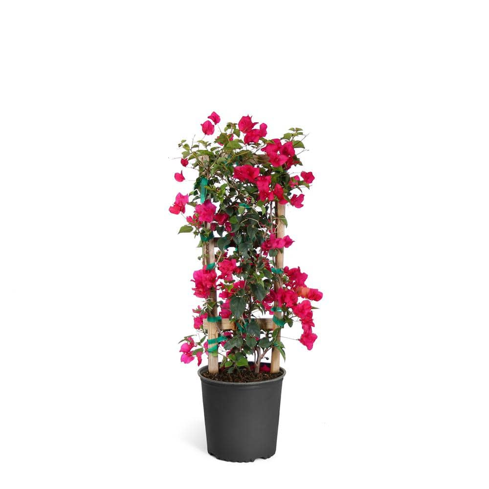 Brighter Blooms 2 Gal. Barbara Karst Bougainvillea Vine on Trellis BOU ...