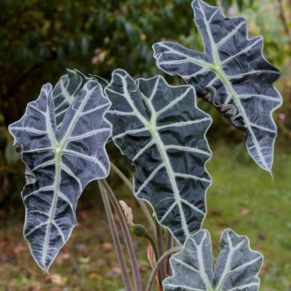 National Plant Network 4 in. Green Leaf Green Elephant Ears Plant 3 Piece