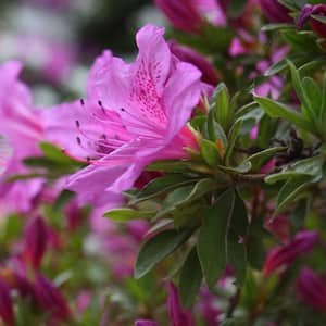 1 Gal. Encore Lilac Azalea Plant with Lilac Blooms