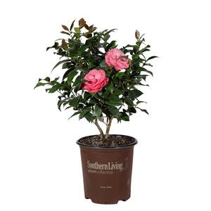 2 Gal. Early Wonder Camellia with Formal Pink Double Blooms