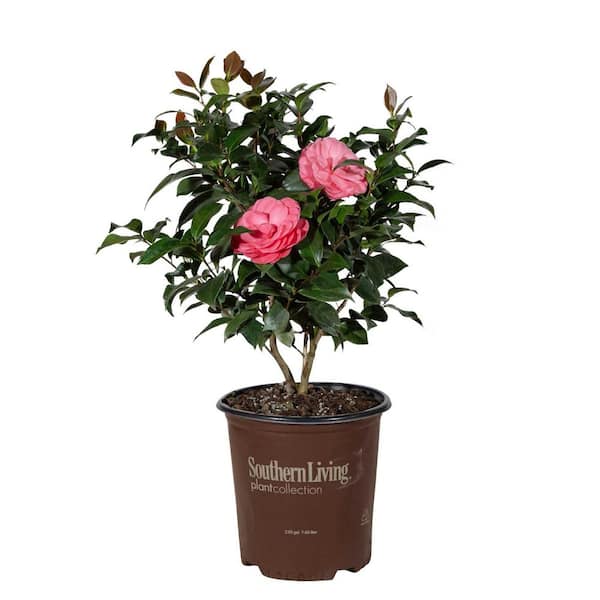 SOUTHERN LIVING 2 Gal. Early Wonder Camellia with Formal Pink Double Blooms