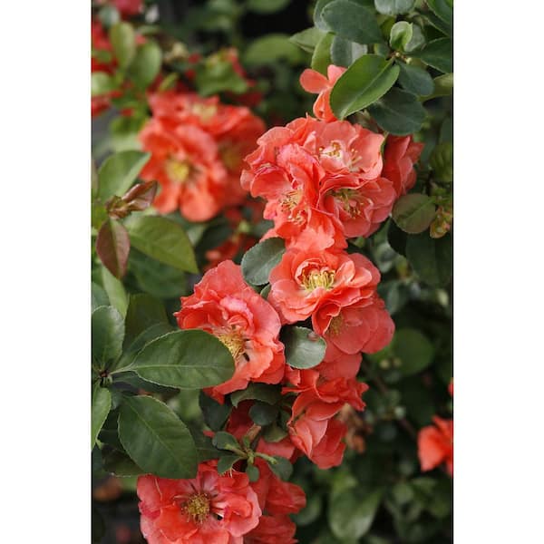 2 gal. Double Take Peach Quince (Chaenomeles Speciosa) Live Flowering Shrub with Soft Peachy-Pink Flowers