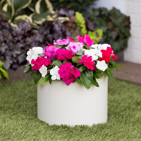 METROLINA GREENHOUSES 2 qt. Vinca White Annual Plant (3-Pack) 5035