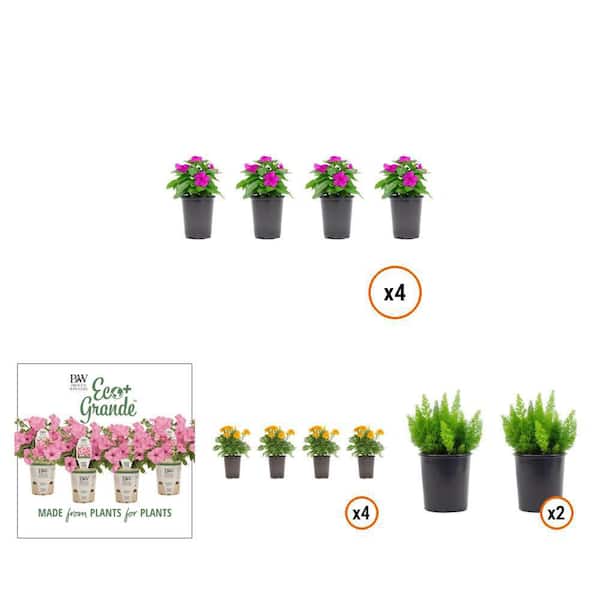 Vinca Orchid, Supertunia Bubblegum, Marigold Orange, Foxtail Fern (9-Plants)