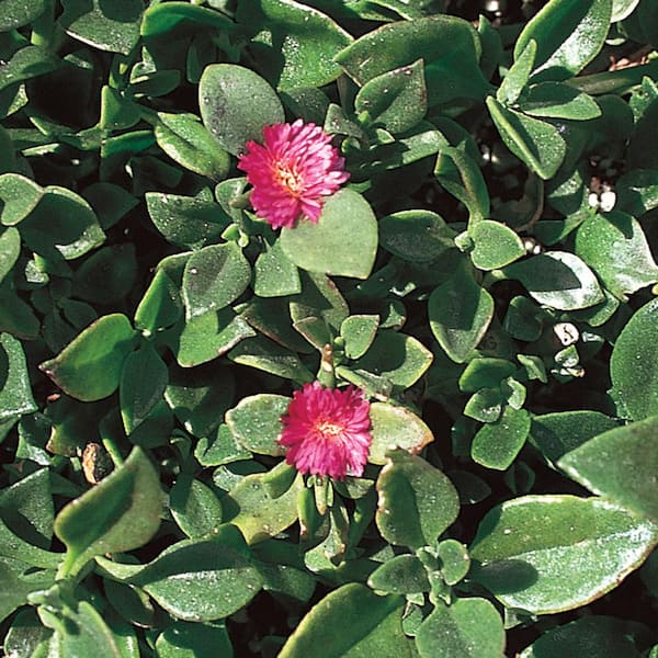 Vigoro 2.6 Qt. Sun Rose Plant