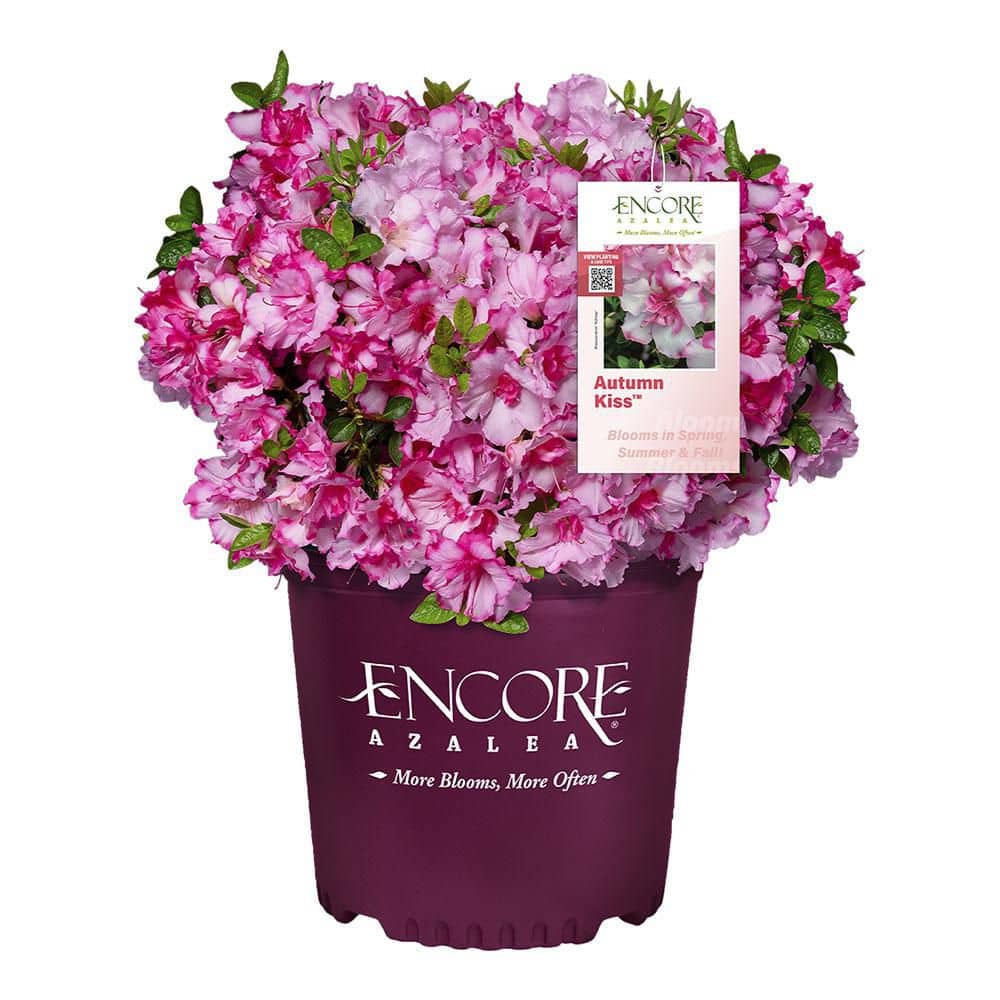 1 Gal. Autumn Kiss Azalea Shrub price history on PriceWatchPro