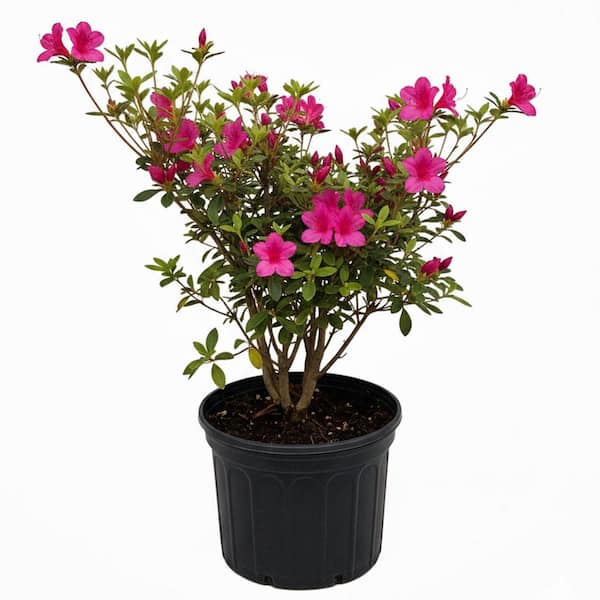 3 gal. Formosa Azalea Evergreen Shrub with Purple Flowers