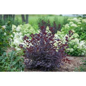 4.5 in. qt. Winecraft Black Smokebush (Cotinus) Live Shrub, Rich Purple to Orange Foliage