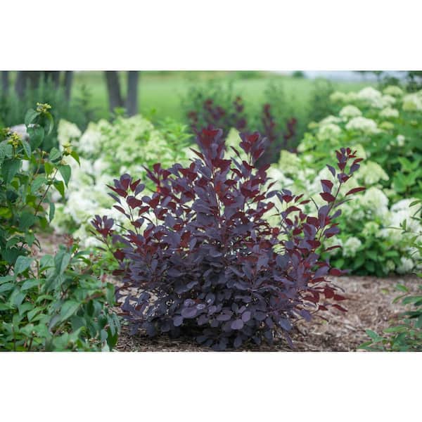 PROVEN WINNERS 4.5 in. qt. Winecraft Black Smokebush (Cotinus) Live Shrub, Rich Purple to Orange Foliage