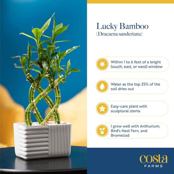 Costa Farms Grower's Choice Braided Lucky Bamboo Indoor Plant 5.5 in. White  Decor Planter, Avg. Shipping Height 1-2 ft.Tall BAMWVBRGALIWHSQ - The Home  Depot