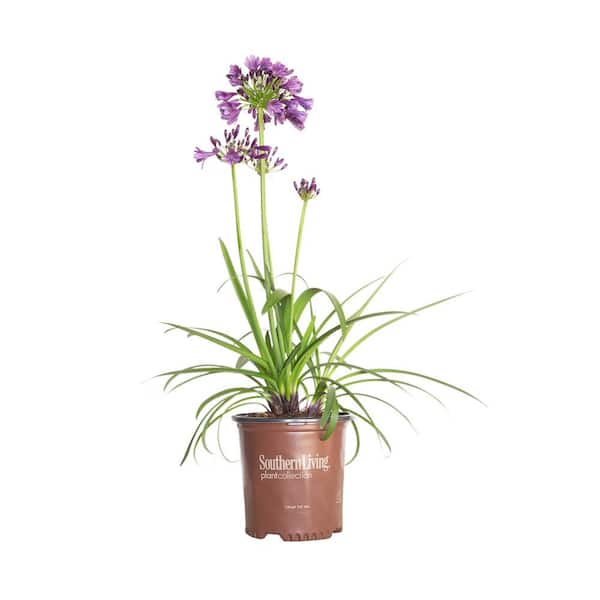 SOUTHERN LIVING 1.5 Gal. Ever Amethyst Agapanthus Plant (Lily of Nile) with Purple Flower Clusters