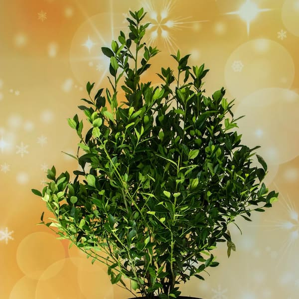 Vigoro 5 Gal. Arrow Point Japanese Holly (Ilex), Live Plant, Pyramidal Growth Habit, Glossy Foliage, Burgundy New Growth