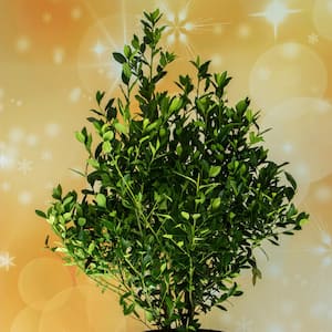5 Gal. Arrow Point Japanese Holly (Ilex), Live Plant, Pyramidal Growth Habit, Glossy Foliage, Burgundy New Growth