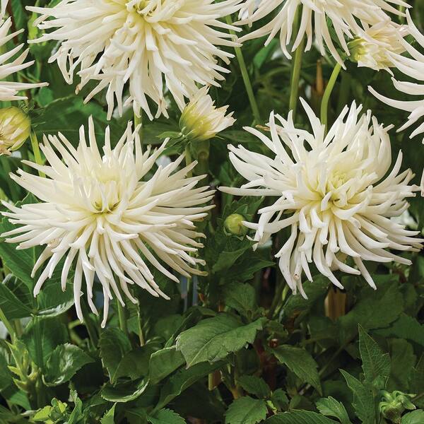 VAN ZYVERDEN Dahlias Playa Blanca Bulbs (Set of 5)