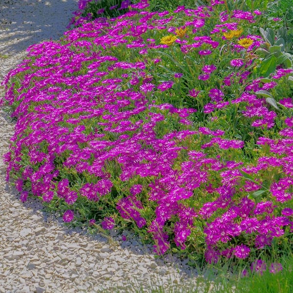 national PLANT NETWORK 3.25 in. Delosperma Ocean Sunset Violet